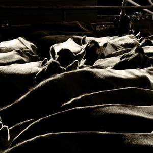 Highly Commended: Milking Time, by Dennis Rickard.